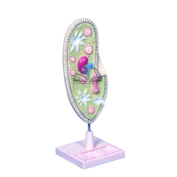 Paramecium Model